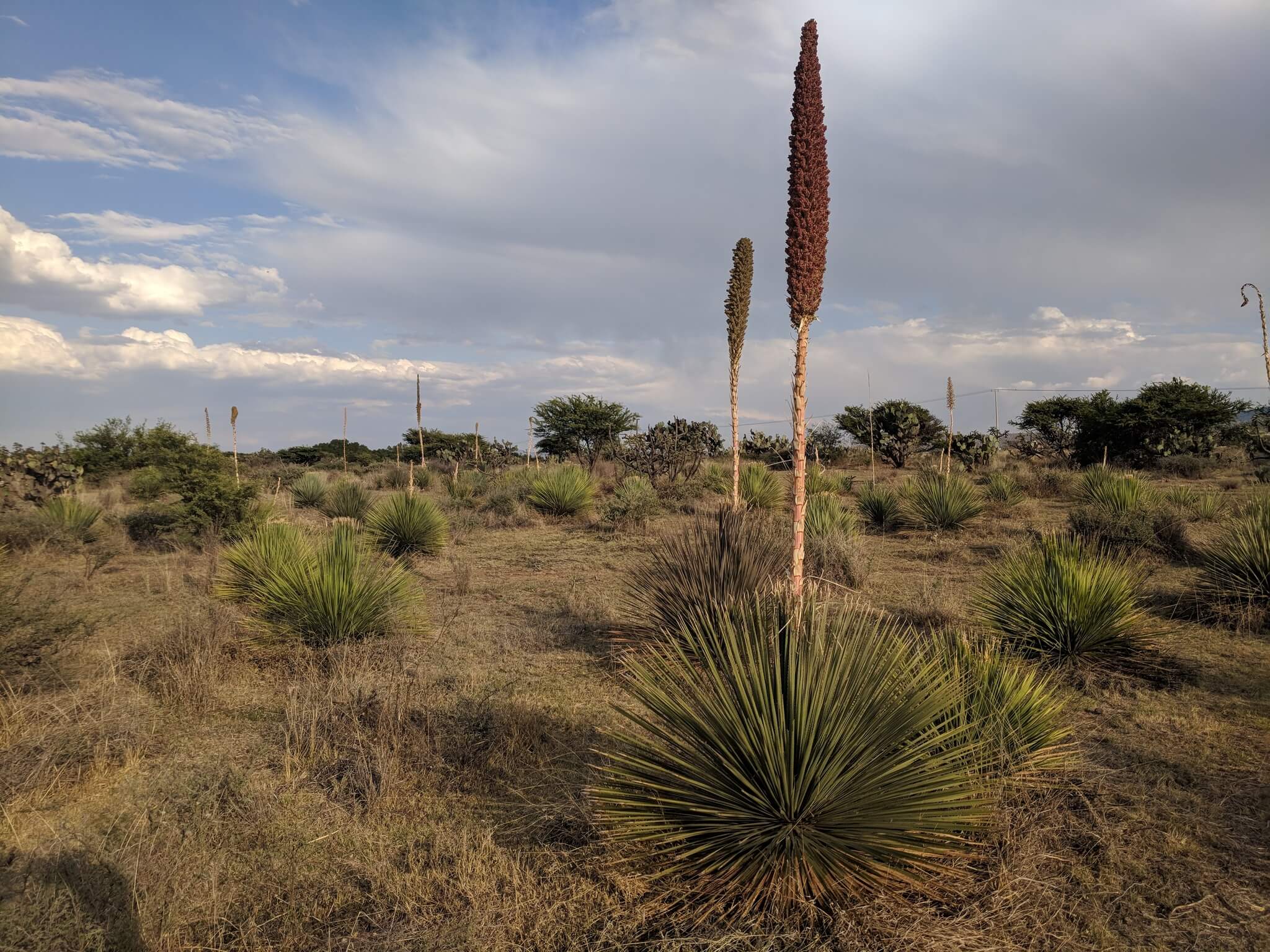 Dasylirion acrotrichum